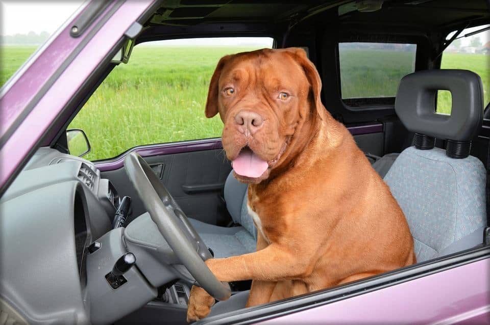 summer driving tips