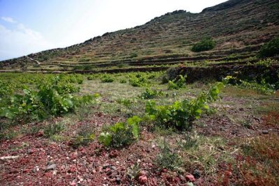 You can visit the Domaine Sigalas 