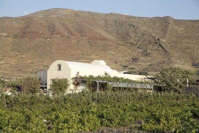continuous investment in the modernization and expansion of the facilities, Domaine Sigalas has a capacity of processing and bottling 300,000 bottles per year