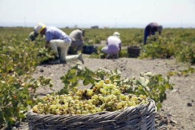 The winery was originally located in the traditional canava of the Sigalas family.