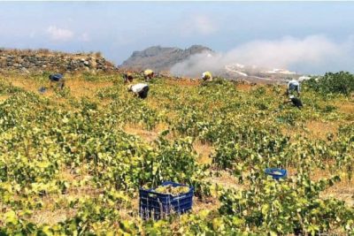 Domaine Sigalas was founded in 1991 under the name SIGALAS WINERY Ltd.