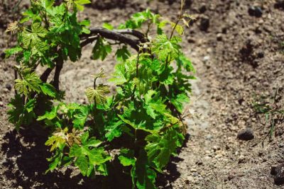 Hatzidakis Winery and the vineyards are located within the area of the Protected Designation of Origin (PDO) of Santorini, especially in the villages of Pyrgos Kallisti, Megalohori, Emporio, and Akrotiri