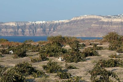 The Gaia Wines winery is located on a beach on the eastern side of the island, between the villages of Kamari and Monolithos
