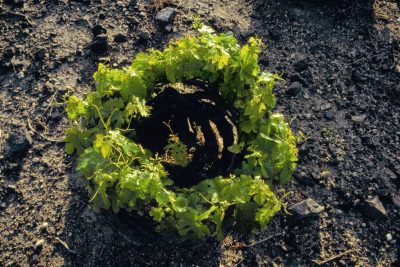 The first harvest of the Boutari winery next to the traditional village of Megalohori was in 1989